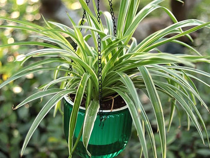 Meicynhoger 2-Pack Vintage Plastic Self-Watering Hanging Planters for Spider Plant,Ivy - 6.5" Clear Flower Pot with Hooks for Indoor Outdoor,Table, Balcony, Wall,Deck,Garden Green