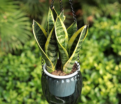 Meicynhoger 4-Pack Plastic Self-Watering Hanging Planters for Snake Plant,Succulents,African Violets - 4.3" Clear Flower Pot with Hooks for Indoor Outdoor,Table, Balcony,Deck,Garden Gray