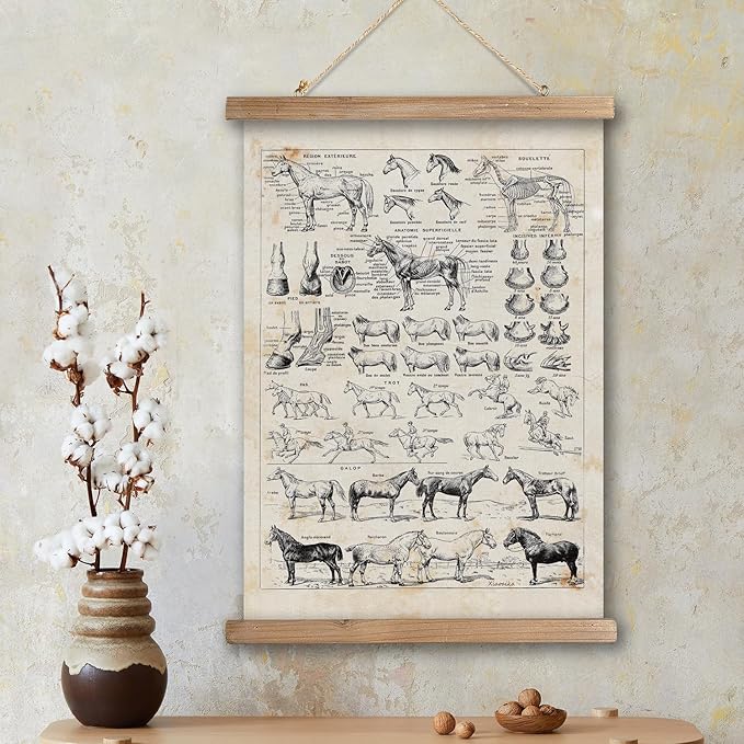 XIAOAIKA Antique-Style Equine Anatomy Chart - Vintage Horse Illustrations Wall Art with Wooden Scroll Frame - Equestrian-Themed Home Decor, Ideal for Horse Lovers and Educators 12 x 16 Inches