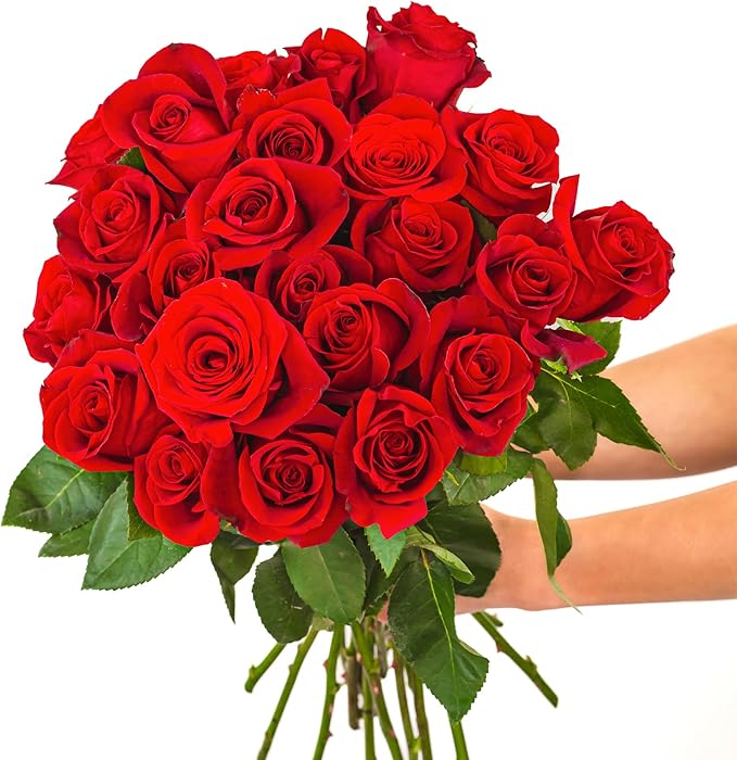 BloomsyBox - Red Roses - 24 Long Stems,Long Lasting, Hand-Tied in Eco-friendly,Vase Not Included, Fresh Flowers for Delivery – Gift for Birthday, Anniversary,Congratulations, Wedding