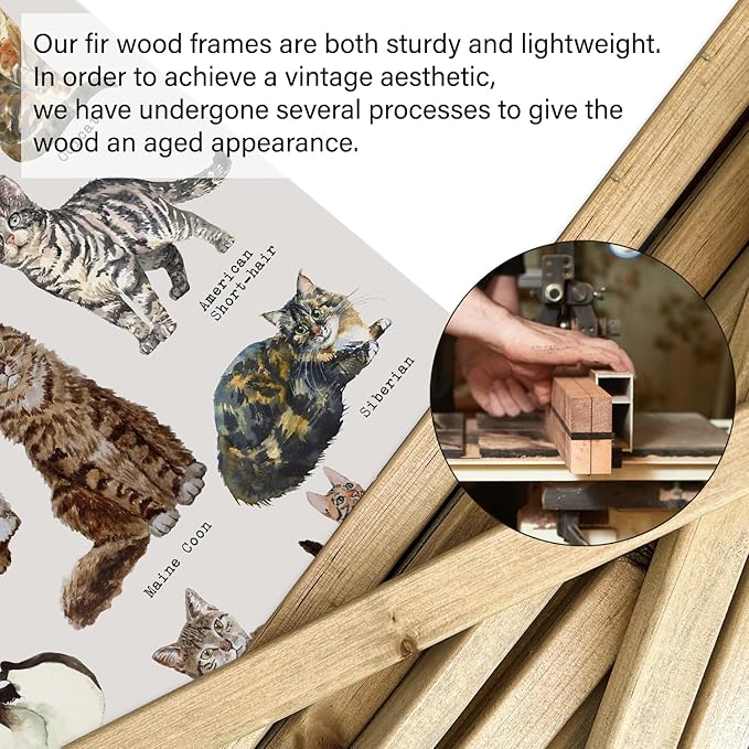 XIAOAIKA Cat Breeds Educational Poster - Illustrated Guide to Popular Feline Varieties with Wooden Scroll Frame - Decorative Wall Art for Cat Lovers and Pet Owners 12 x 16 Inches