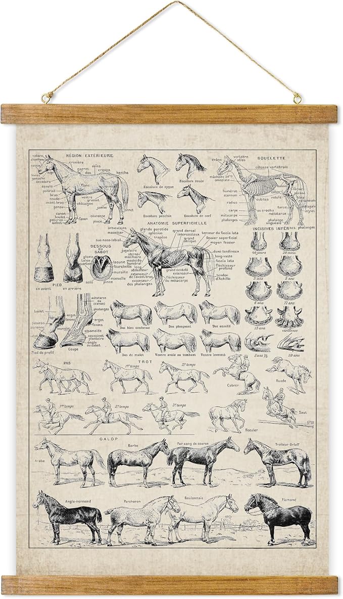 ABoby Vintage Equine Anatomy Chart Posters - Horse Wall Art for Homes and Offices - Retro Style Painting with Wood Frames - Ready to Hang