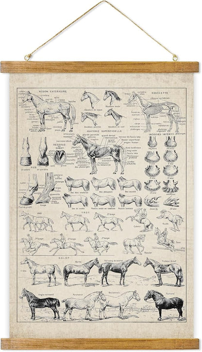 ABoby Vintage Equine Anatomy Chart Posters - Horse Wall Art for Homes and Offices - Retro Style Painting with Wood Frames - Ready to Hang