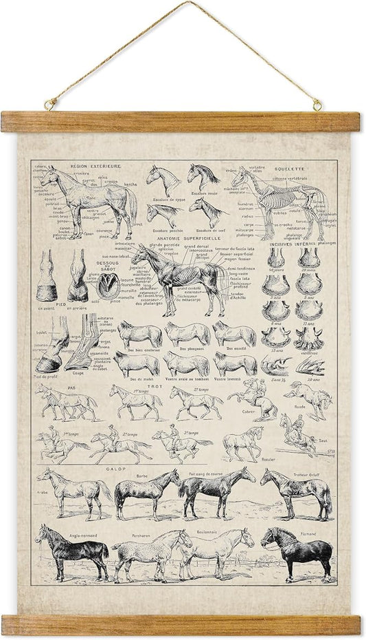 ABoby Vintage Equine Anatomy Chart Posters - Horse Wall Art for Homes and Offices - Retro Style Painting with Wood Frames - Ready to Hang
