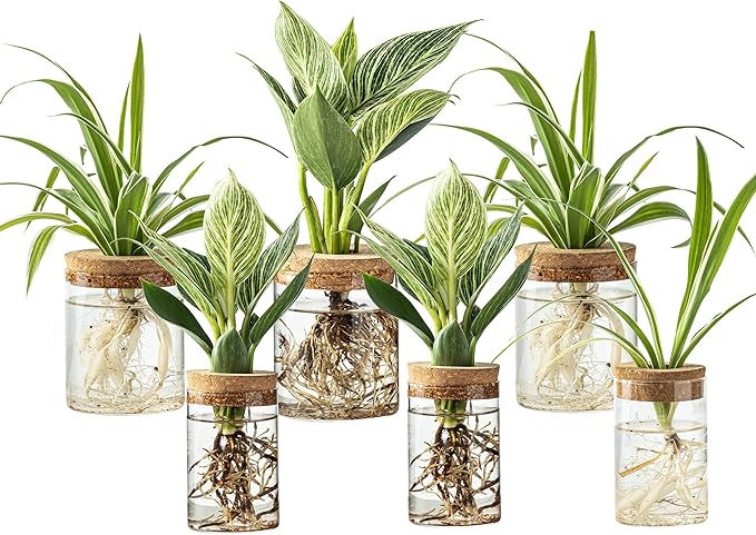 Plant Propagation Station,Hydroponic Glass Container Vase 2 Sizes Planter Propagated Jars for Desks, Houses, Garden Decorations,Home Kitchen Decorations and Gifts cu.20.5 (6pcs)