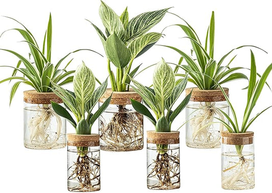 Plant Propagation Station,Hydroponic Glass Container Vase 2 Sizes Planter Propagated Jars for Desks, Houses, Garden Decorations,Home Kitchen Decorations and Gifts cu.20.5 (6pcs)