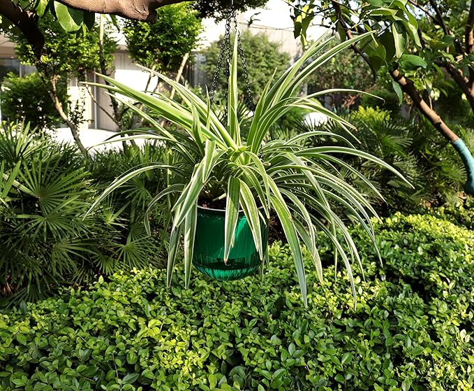 Meicynhoger 2-Pack Vintage Plastic Self-Watering Hanging Planters for Spider Plant,Ivy - 6.5" Clear Flower Pot with Hooks for Indoor Outdoor,Table, Balcony, Wall,Deck,Garden Green