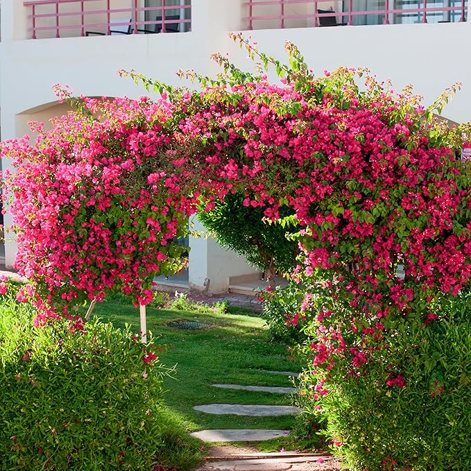 10PCS Bougainvillea Artificial Flowers 30" Silk Fake Bougainvillea Branches Faux Flowers Vines for Home，Garden，Wedding，Party，Indoor and Outdoor，Floral Arrangement and DIY Decor（Rose Red）